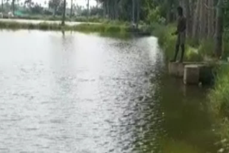 fish farmers facing problems and getting losses due to lockdown in nellore dst