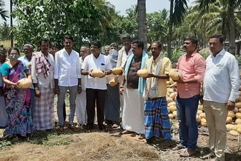 Haveri MLA instructs   to transport the pumpkin