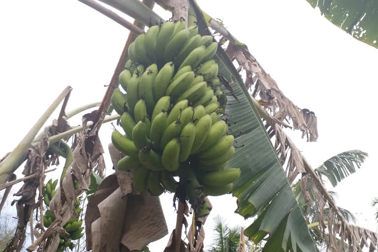 Asia's largest banana market bears shutdown brunt in Assam