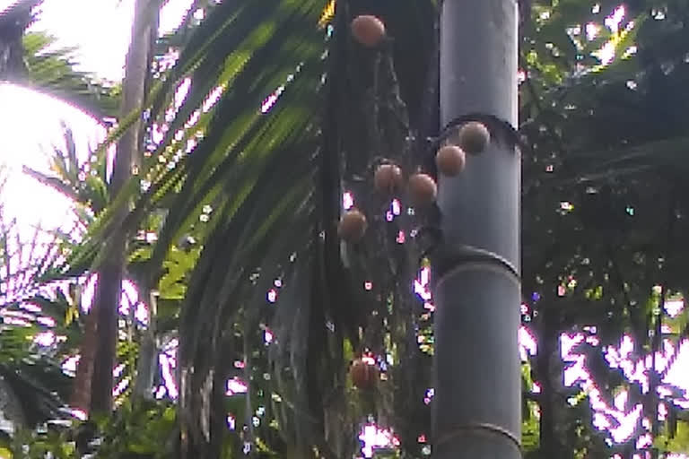 Good News for areca nut Growers: The Growers Association clarified that there is no ban on areca products