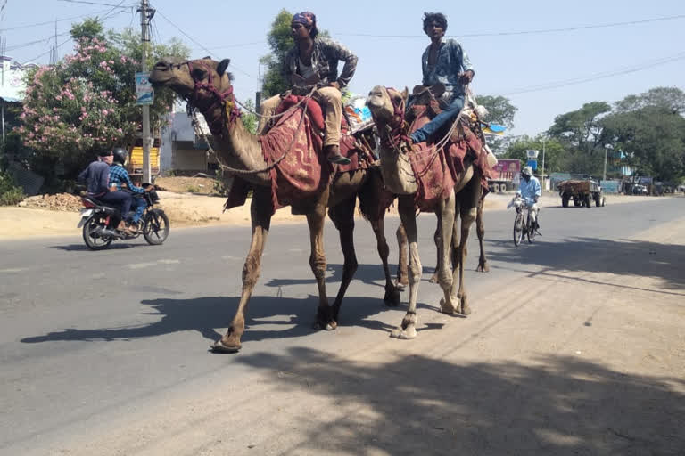 migrated labour travel on camel in  jagitial district