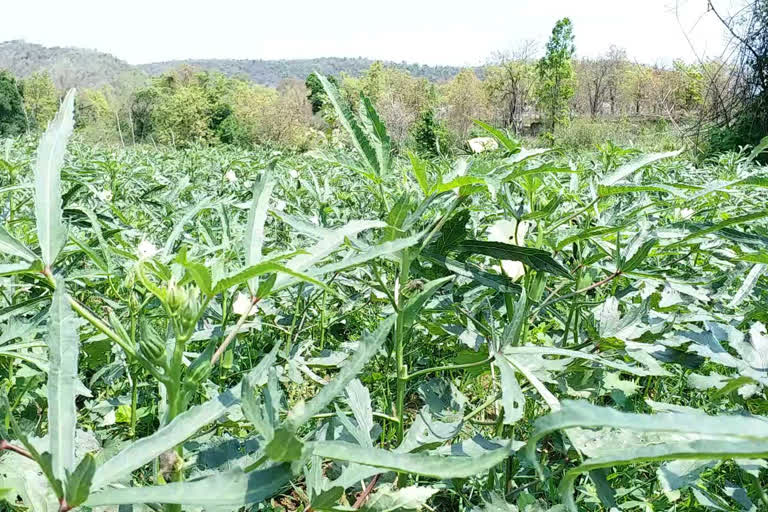 Lockdown impact in vegetables farmers