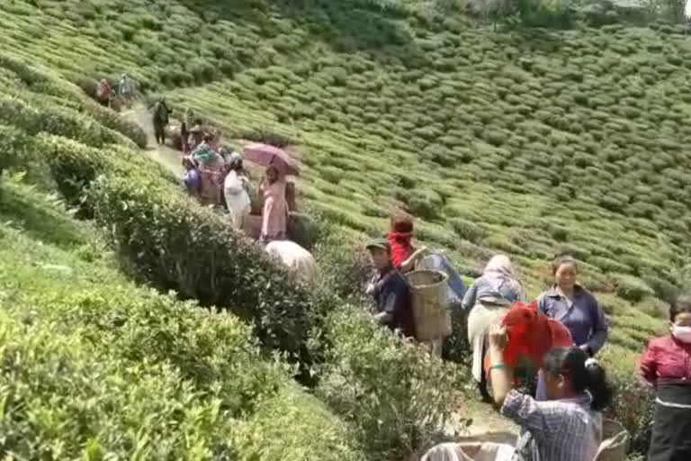 Tea garden