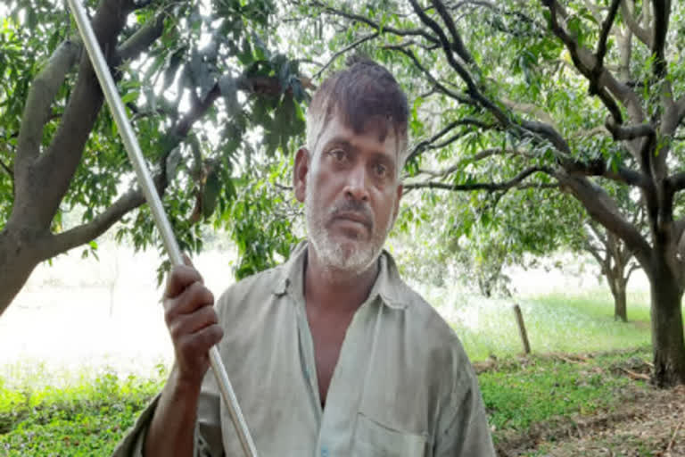 Farmers who cultivate mango