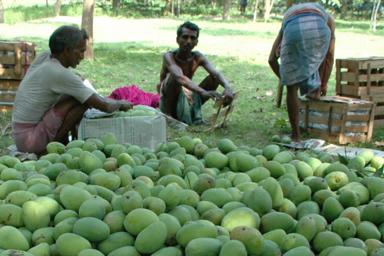 Hailstorm destroys mango worth Rs 60 crore in Malda