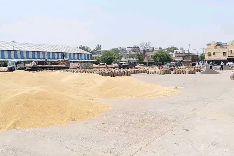 raising wheat in hisar