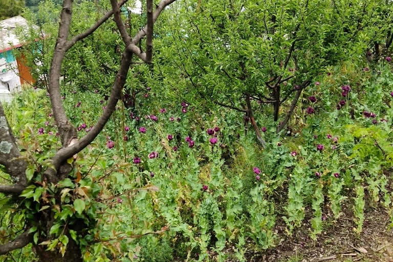 opium cultivation in Kullu