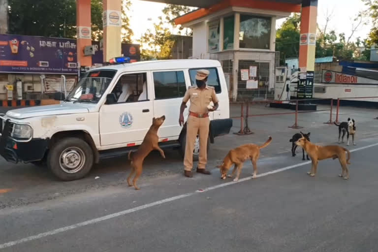 நாய்களுக்கு உணவளிக்கும் காவல் ஆய்வாளர்