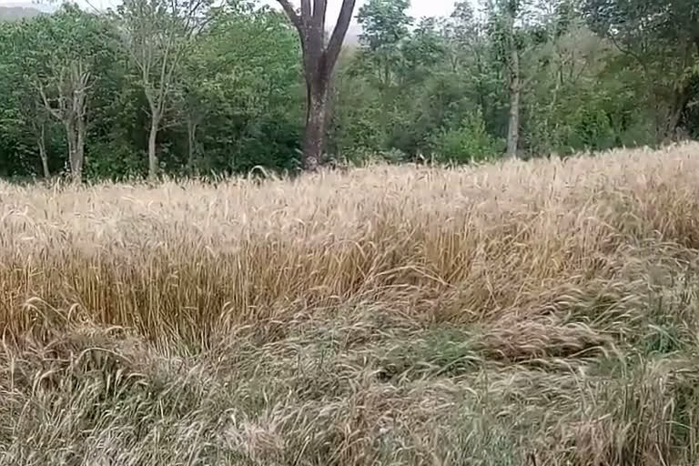 damage to wheat crop because of rain