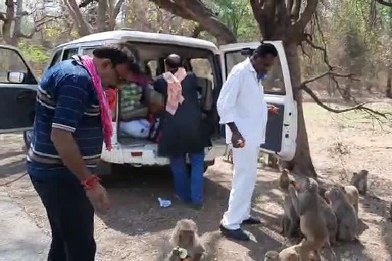 social worker manu mishra provide food to monkeys