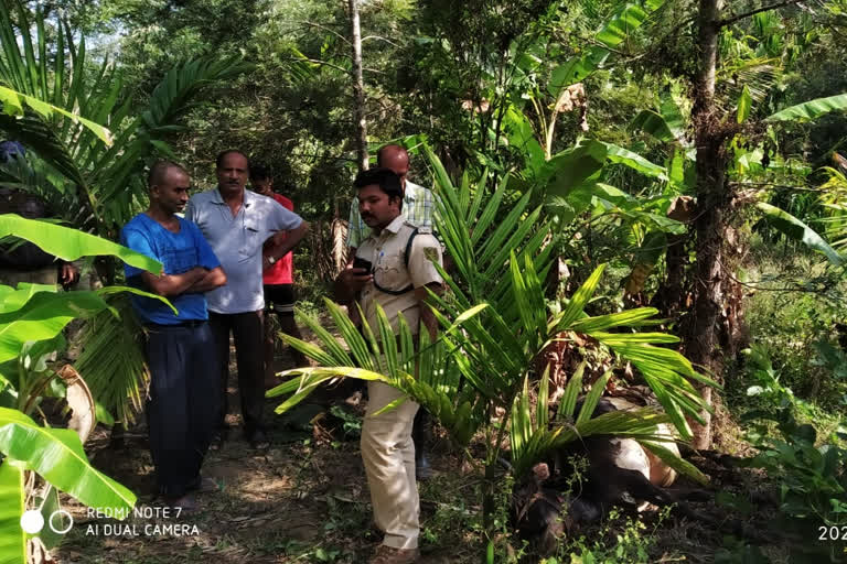 A cow dies from tiger attack in Kodagu