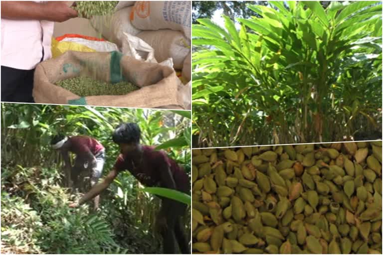 ഏലവ്യാപാരം  ഇടുക്കി ഹൈറേഞ്ച്  മലഞ്ചരക്ക് വ്യപാരം ഇടുക്കി  idukki cardamom news  cardamom plantation idukki  idukki cardamom farmers