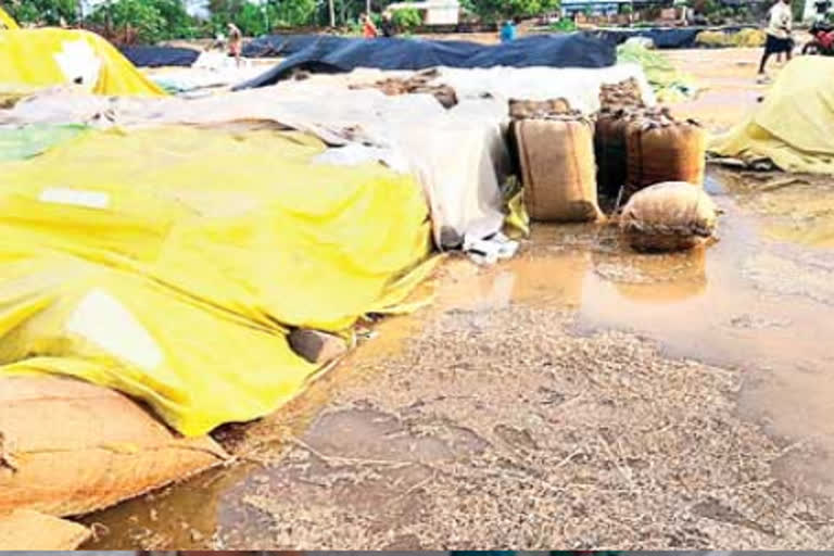 grain in bhadradri district got drenched due to sudden rain