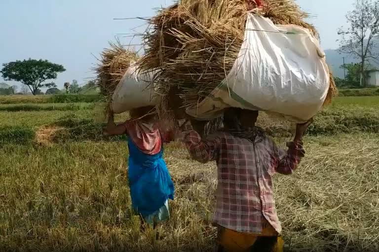 ରାୟଗଡାରେ ୫୨,୨୩୯ କ୍ବିଣ୍ଟାଲ ରବି ଧାନ ସଂଗ୍ରହ ପାଇଁ ରହିଛି ଟାର୍ଗେଟ