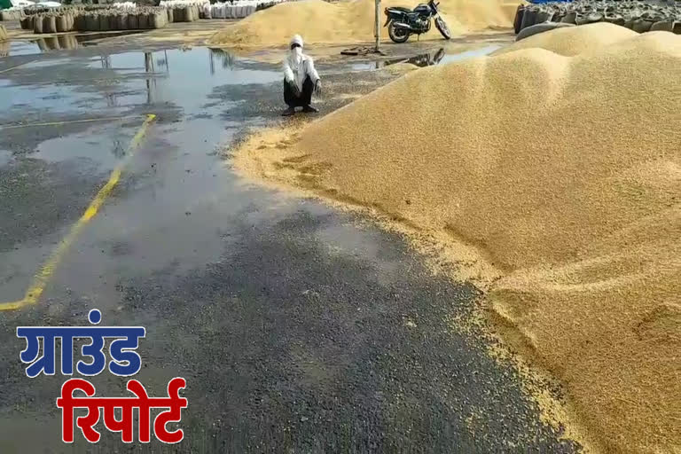 Palwal farmers wheat soaked in Grain Mandi