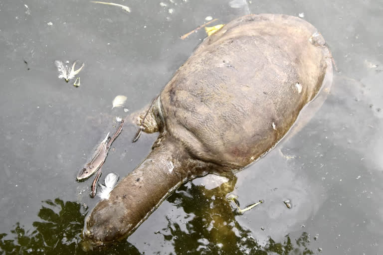 ugratara turtle death assam guwahati