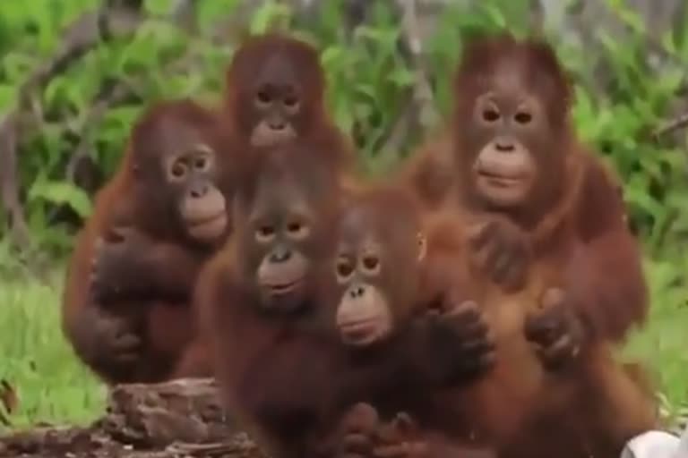 orangutan-viral-video