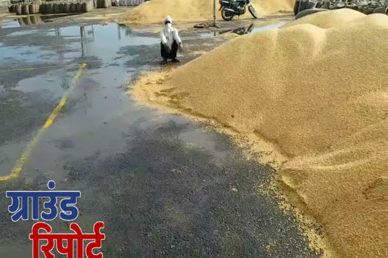 Palwal farmers wheat soaked in Grain Mandi