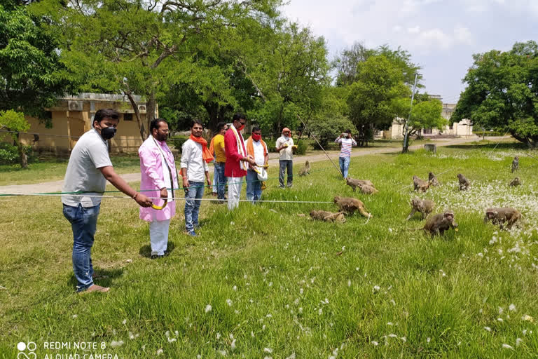 लॉक डाउन में बेजुबान जानवरों की चिंता