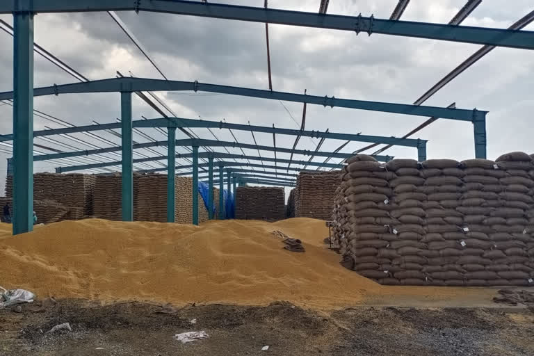 Wheat being kept in incompletely constructed warehouse in budni of sehore