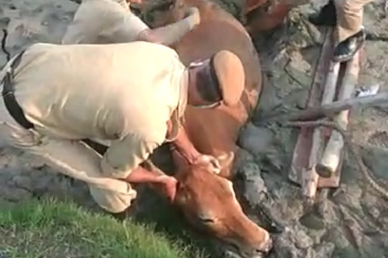 cow rescued in Govind Sagar lake