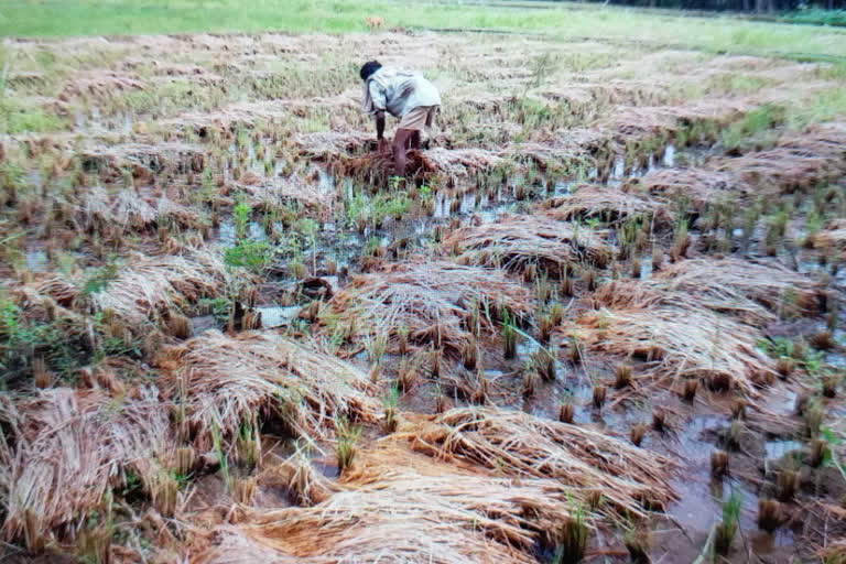 farmers affected with rain in yalamanchili