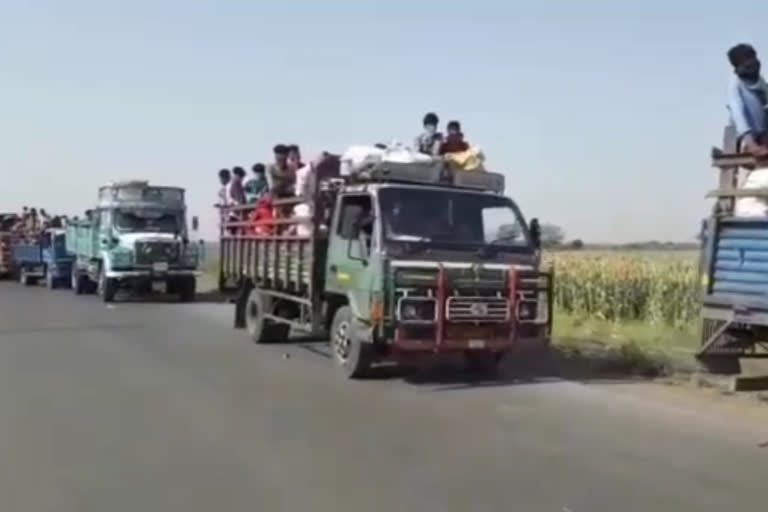 sugarcane workers