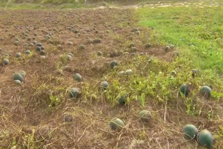 watermelon cultivation at brahmaputra sand bank barpeta