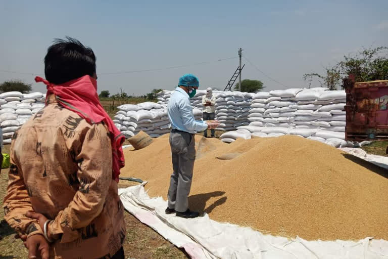 23 lakh metric tonnes of wheat purchased from 4 lakh 75 thousand farmers in bhopal