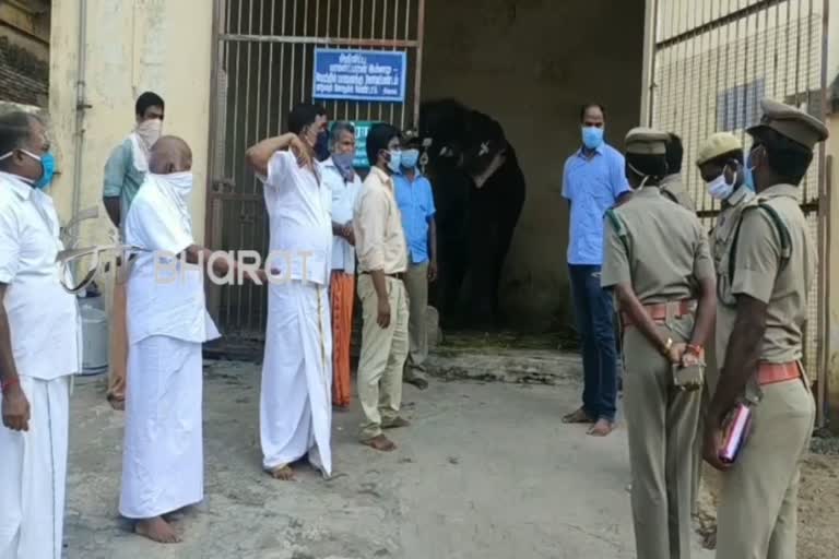 doctors-examined-the-elephant-at-the-thirukkadaiyoor-temple