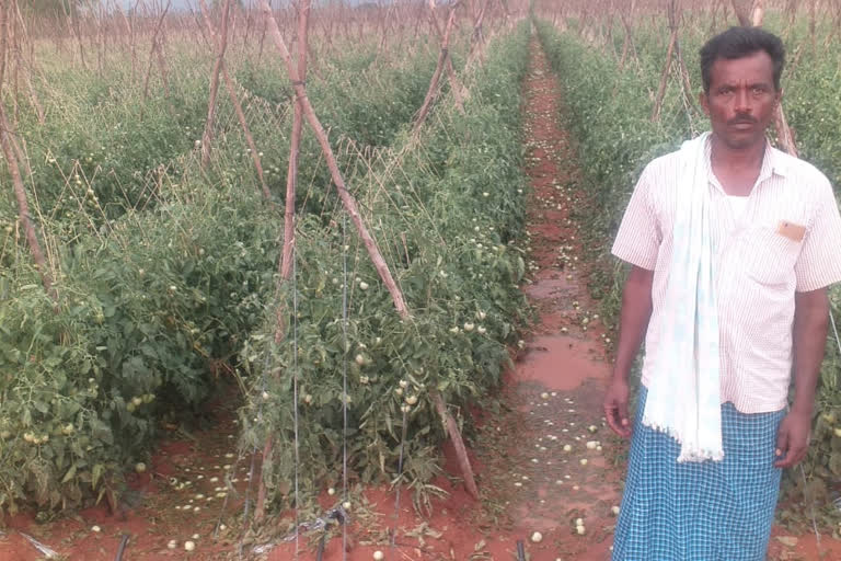 Destroyed of tomato by heavy rain