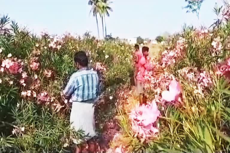 அரளி பூ கீழே கொட்டப்படும் அவலம்