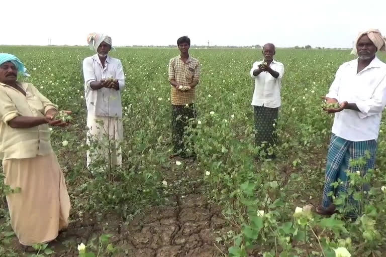 అకాల వర్షం.. పత్తి రైతుకు తీవ్ర నష్టం