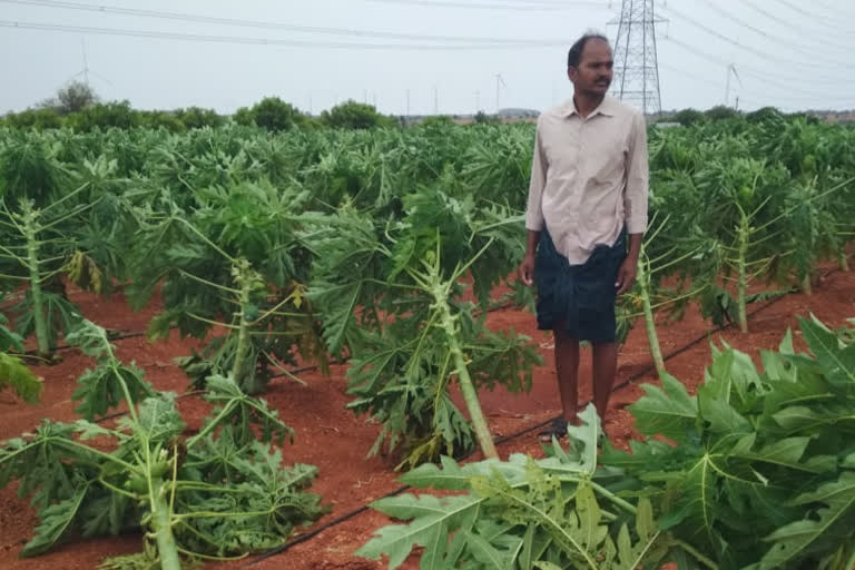 ananthapur pappaya farmers difficulties