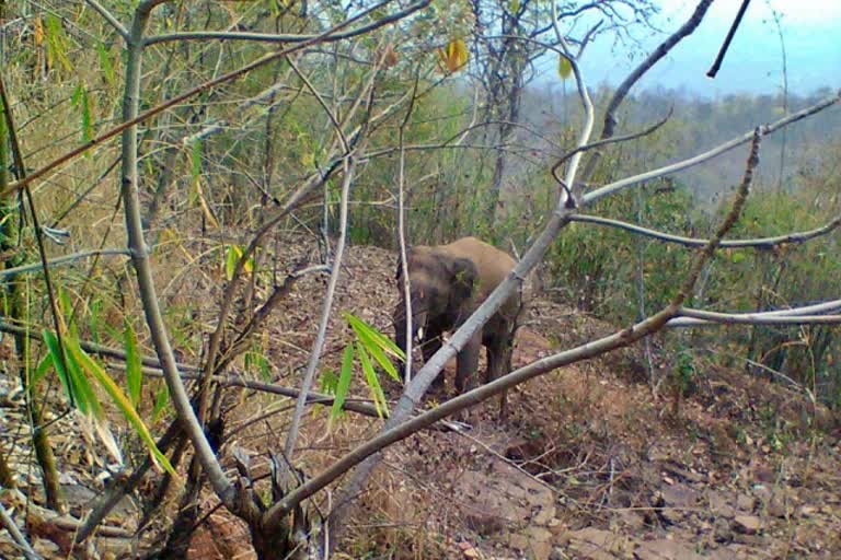 Elephant separated from the group attacked 2 men in gariaband