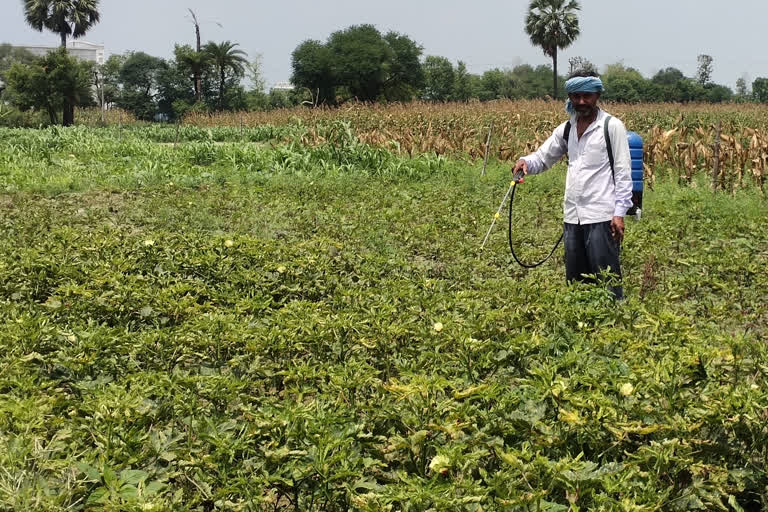 बारिश के कारण सब्जी उत्पादक परेशान