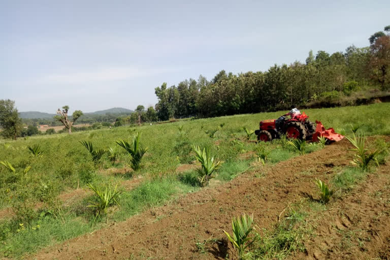 Farmers  frustrated by growing chil nut at Arakalagudu