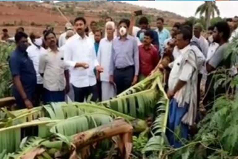 mp avinash reddy visit crop damage areas at pulivendula kadapa district