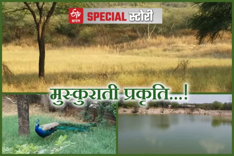 लॉकडाउन में सुंदर प्रकृति, Beautiful environment in lockdown