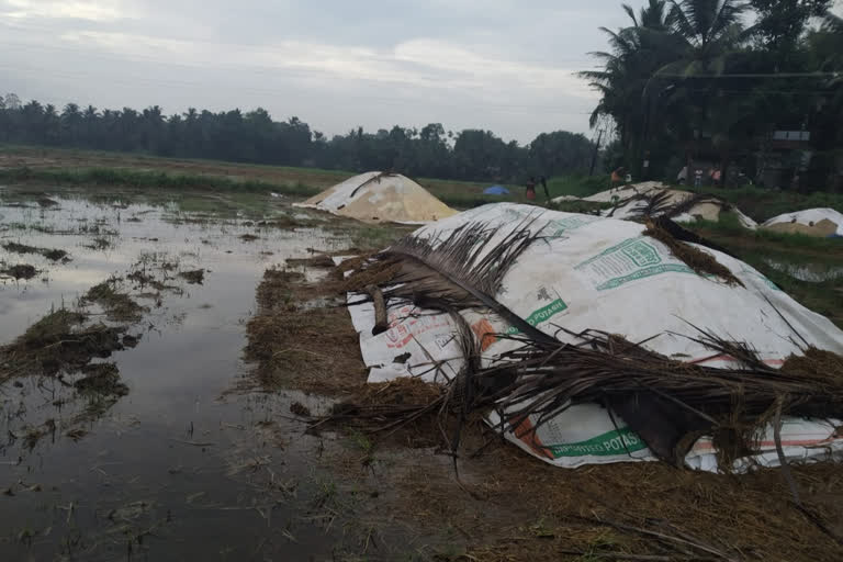 കർഷകരും മില്ലുകാരും തമ്മിൽ തർക്കം  വിളവെടുത്ത നെല്ല് വെളളക്കെട്ടിലായി  അപ്പർകുട്ടനാട്  പാഡി മാർക്കറ്റിങ് ഉദ്യോഗസ്ഥൻ  Disputes between farmers and millers  The harvested paddy spoiled  apparkuttanad pathanamthitta  kuttanad paddy  കുട്ടനാട് നെൽ സംഭരണം