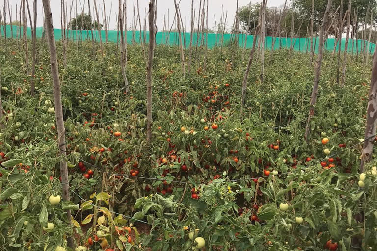 tammato farmers facing problems due to lockdwon in chittoor dst