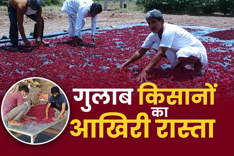 गुलाब की पत्तियां सुखा रहे किसान, Farmers drying rose leaves