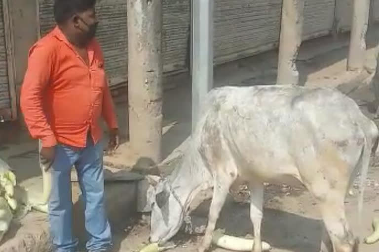 Social workers provided food for hungry cows