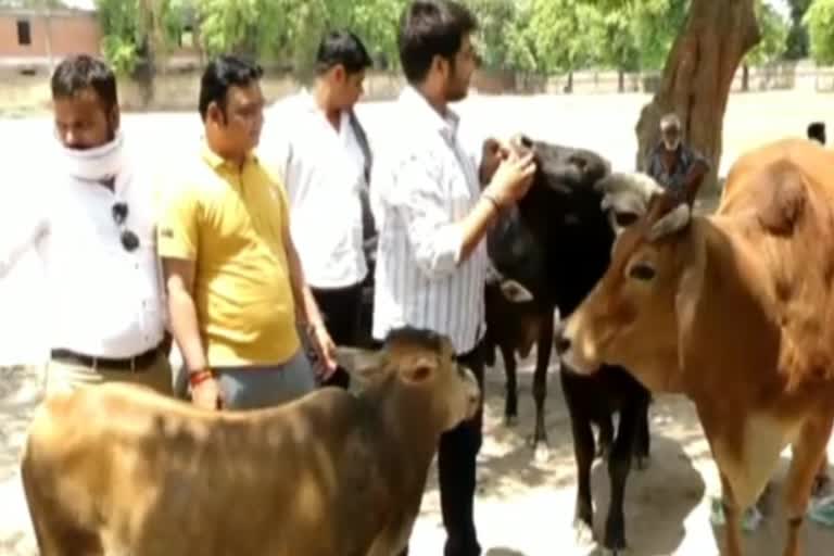 socialists filling the stomach of animals in lockdow