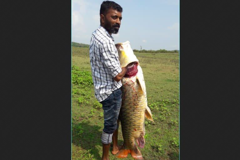 The fish caught in the backwaters of the reservoir is a 38 kg Katla fish