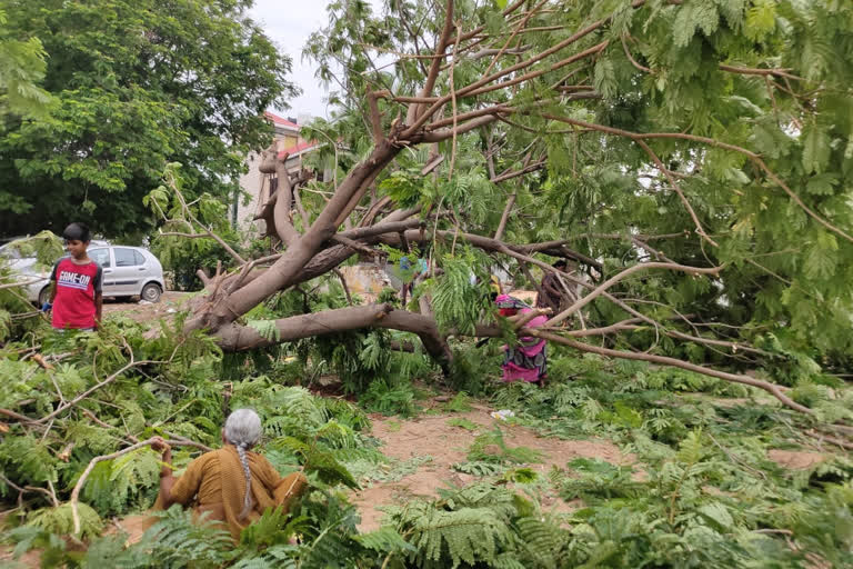 organice crops lossed due to heavy rain in kadapa dst