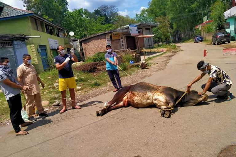 treatment of stray animals during lockdown