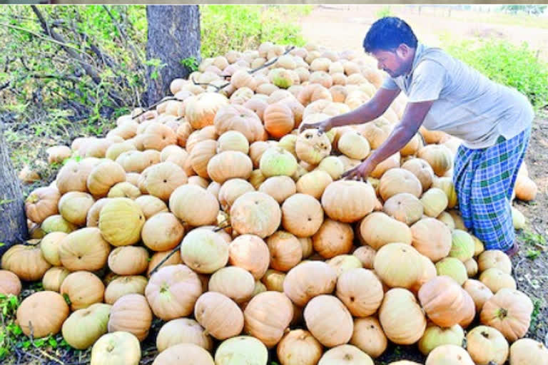 pumpkin farmers problems in selling their crop