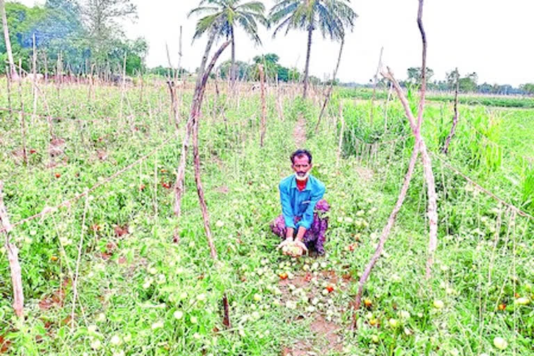 huge crop loss in chittoor district