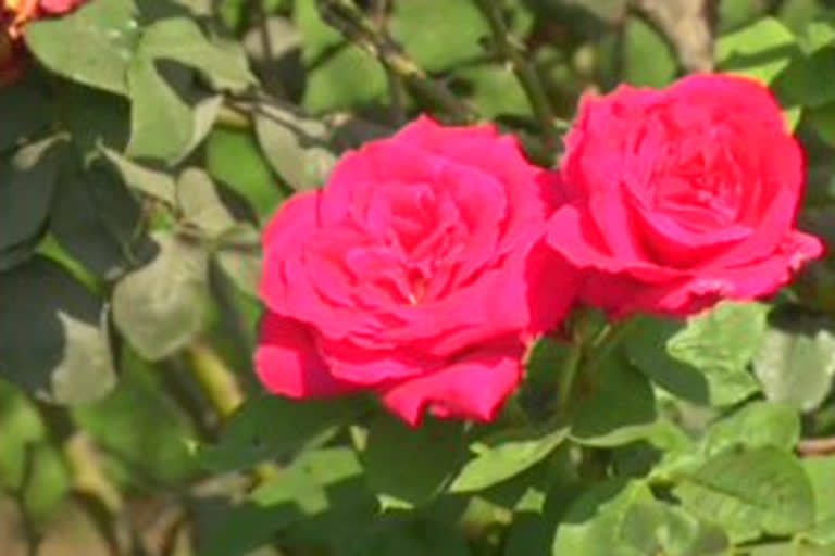 Flowers farmers in Rajkot